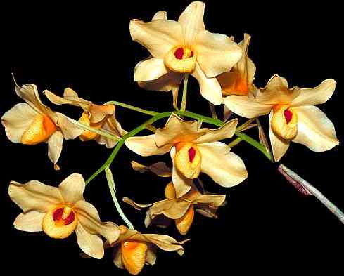 Dendrobium moschatum